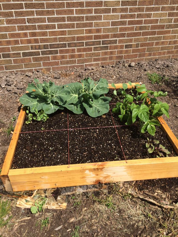 radishes planted.jpg